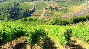 Prisdrop p� italienske supervine 