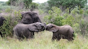 Med The Big Five p� sigtekornet
