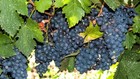 God overs�isk bourgogne-kopi