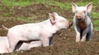 S�ren Boe: Vi er ved at sl� landbruget ihjel