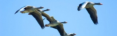 G�seflok fl�j ind i SAS-fly over K�benhavn