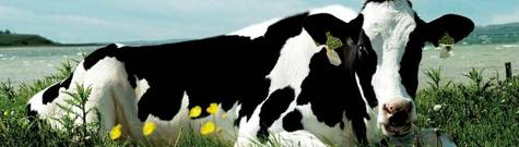 Arla er svenskernes k�led�gge