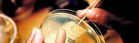 Skeptikere h�ver kursm�l p� Novozymes