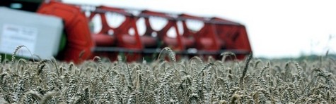 Landmand: Hvedeh�sten v�rre end man tror