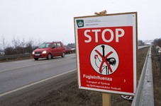 Hornb�k og Ullerslev ramt af fugleinfluenza