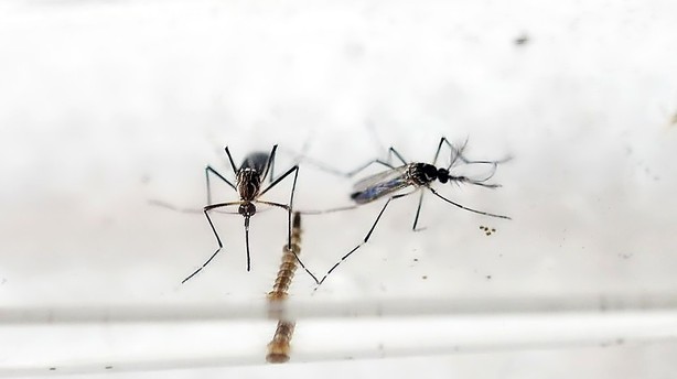 WHO frygter zikavirus spredt til millioner af mennesker