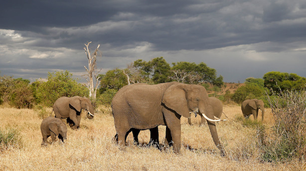 Tanzania nedkæmper krybskytter og får flere elefanter
