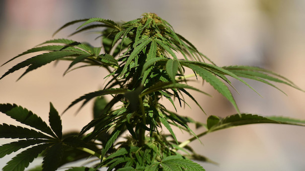 Analytikere tror på medvind til udenlandske cannabisaktier