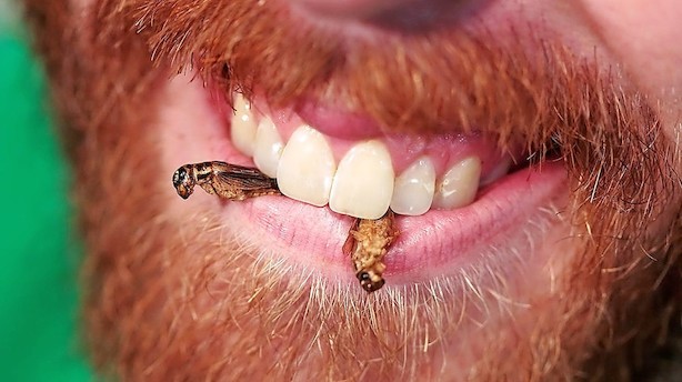 Alternativet vil sætte insekter og vandmænd på spisebordet