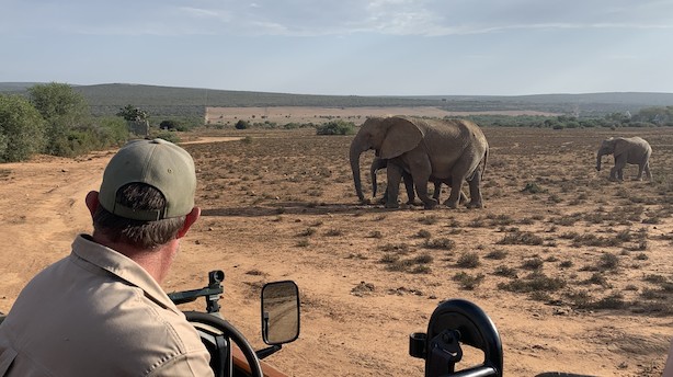 Når fem ikke er nok: Sydafrikansk safari lokker med The Big Seven