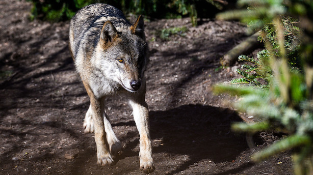 Naturfredere og landbruget tror på kompromis om ulve
