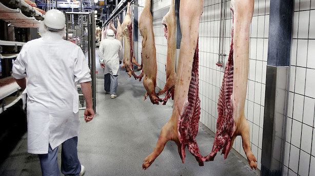 Overenskomst-protest: 2000 slagteriarbejdere nedlægger arbejdet