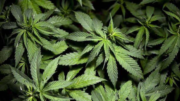 Dansk FN-klage kan skabe global præcedens: Medicinsk cannabis er en menneskerettighed