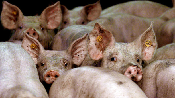Den danske stat investerer 30 mio kr i kinesisk mega-grisefarm