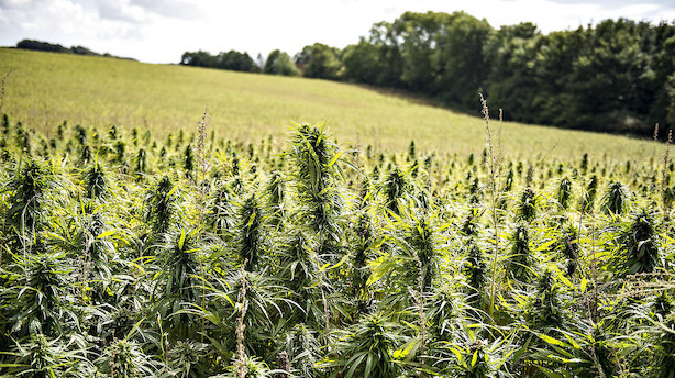 Det skriver medierne: Dansk landbrug kan score på cannabis