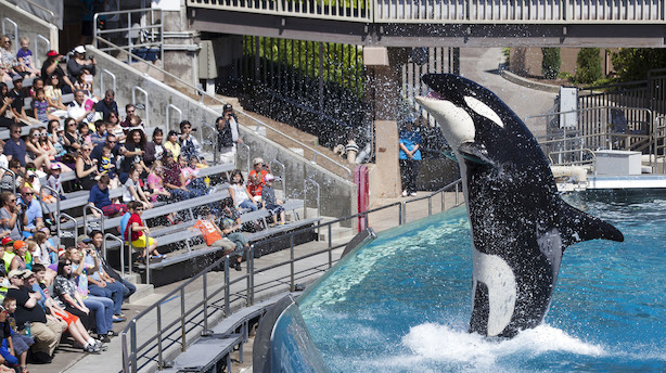 USA: Seaworld kan blive højdespringer i roligt marked