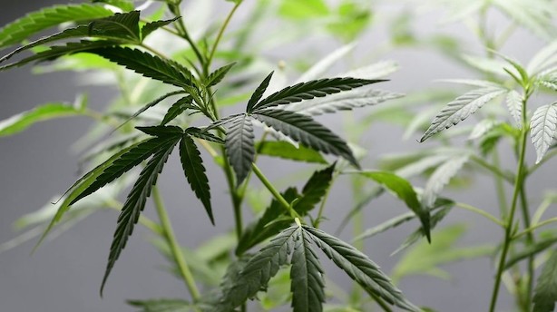 Stort anlæg i Odense skal levere cannabis til 60.000 patienter