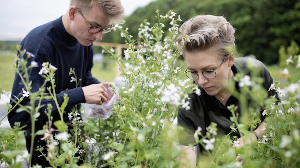 Fint grønt gastronomisk moment i Rønde