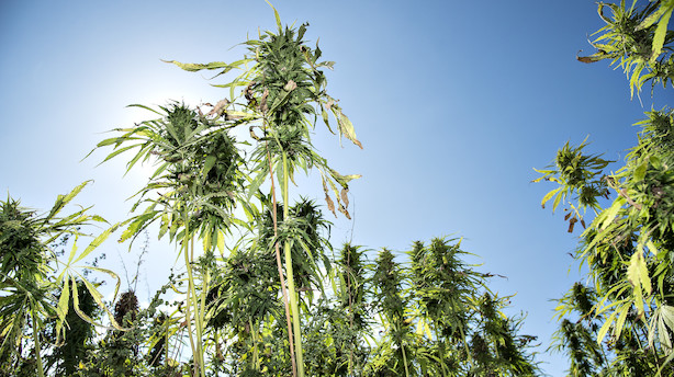 Verdens største cannabis-firma vil lave fabrik til 50 millioner kroner i Danmark