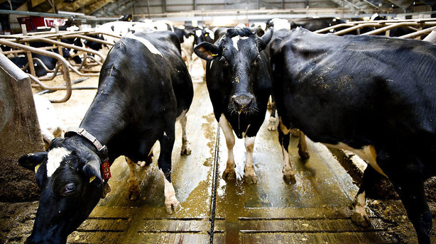 Arla sender mælkeprisen ned i sort hul