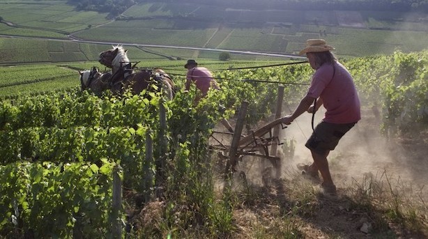 Prisbillig bourgogne i front