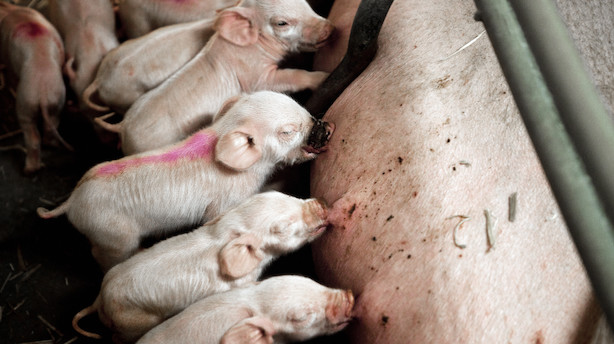 Nyt udbrud af frygtet svinepest: 26.000 grise skal slås ned på stor danskejet farm