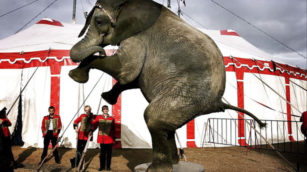 Cirkus Dannebrog er gået konkurs