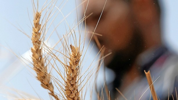 Leder: Glem Greenpeace - lyt til videnskaben