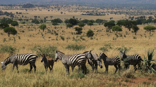 Ugandas ti safariparker