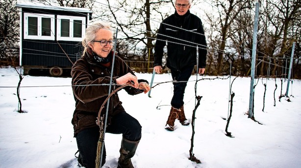 Droppede chefstillinger i finansverdenen for at lave vin