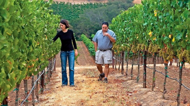 Det bedste køb i Napa Valley