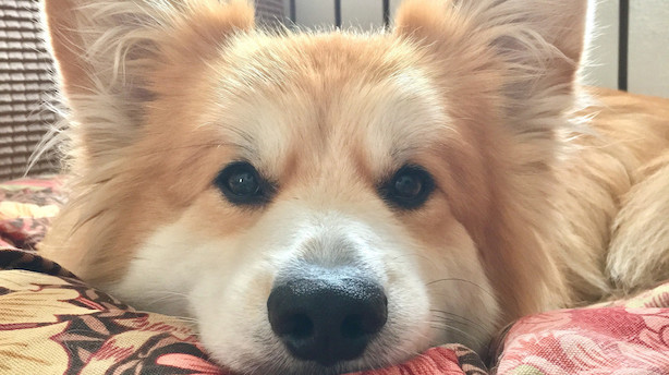 Fotograf kvitter jobbet for hunden Marcel