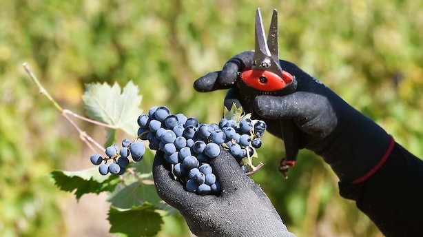 Vine til under 100 kr: De franske og en enkelt chilener imponerer