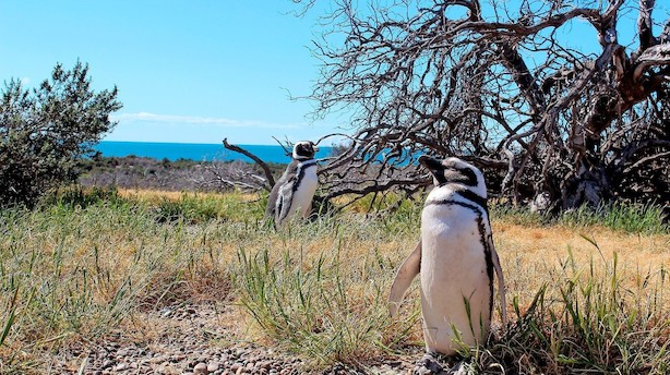 Argentinsk ødemark er pingvinernes paradis