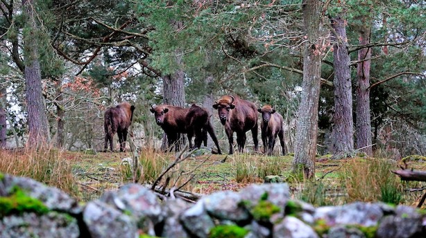Svensk safari blandt udryddelsestruede dyr