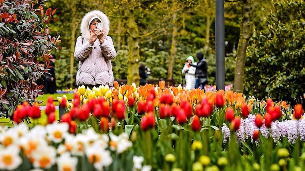Forår i Europa: Lagerøl i London og tulipanfest i Blomsternes By