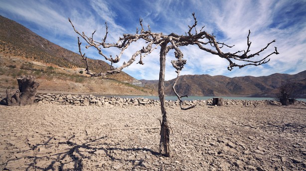 Vingigant tænker ud af klimaboksen
