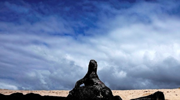 Så vildt er det at stå ansigt til ansigt med Galapagos' vilde dyr