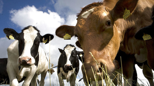 Greenpeace: Kødproduktionen skal mindskes