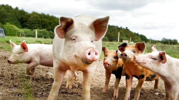 Debat: Greenpeace underkender landbrugets klimaindsats
