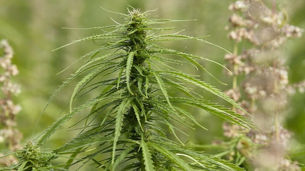 Hippie-hip Cannabis i hudpleje boomer