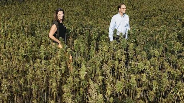 Godsejere får kæmpe gevinst på cannabisaktie: "At det blev så mange gange pengene igen, det havde vi ikke regnet med"