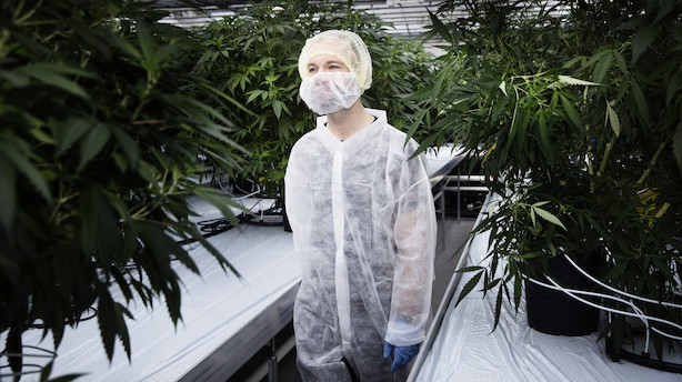 Novo Nordisk ser grønt guld og vildt potentiale i cannabis