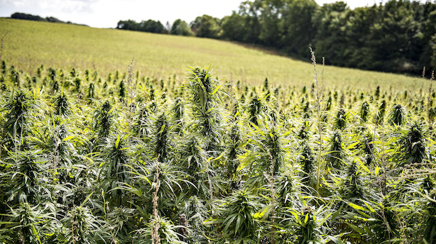 Usikkerhed om forsøgsordning lammer cannabisinvesteringer