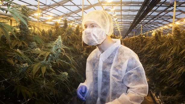 Sket i ugen: Direktørexit, krisetegn, cannabis og baropkøb