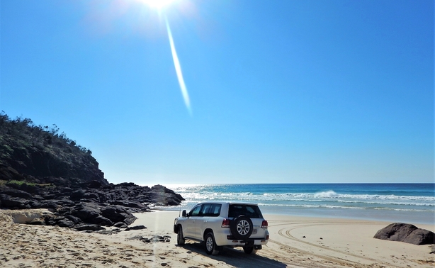 Husk dingo-kæppen når du besøger Fraser Island