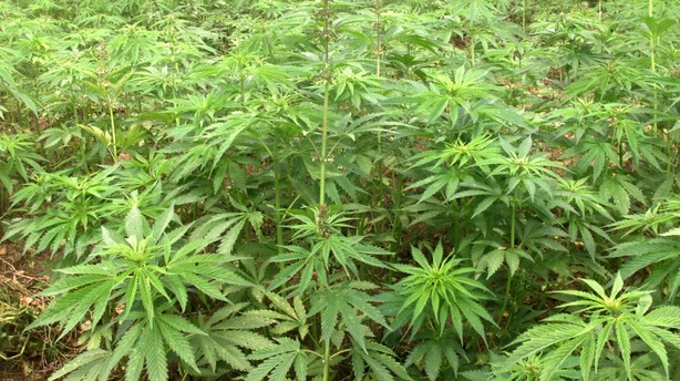 Højt spil: Cannabis var et rigtig godt valg