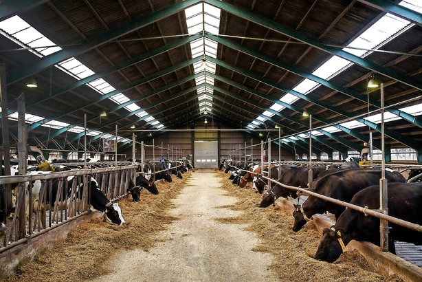 Debat: De unges opråb bliver nu hørt af Danish Crown og Arla